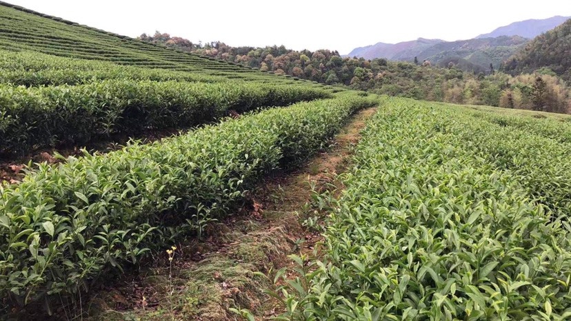 建瓯市武夷肉桂 宋朝北苑贡茶，自家茶园种植，当地高级制茶师炒制，物有所值！