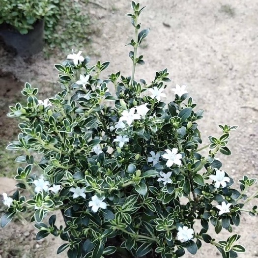 普宁市六月雪盆栽 六月雪袋苗细白花常绿灌木根系发