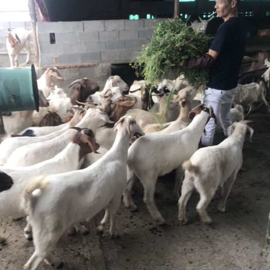 溧阳市 放羊山羊