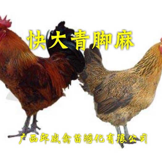 南宁青脚麻鸡苗  优质 -包打疫苗 技术提供