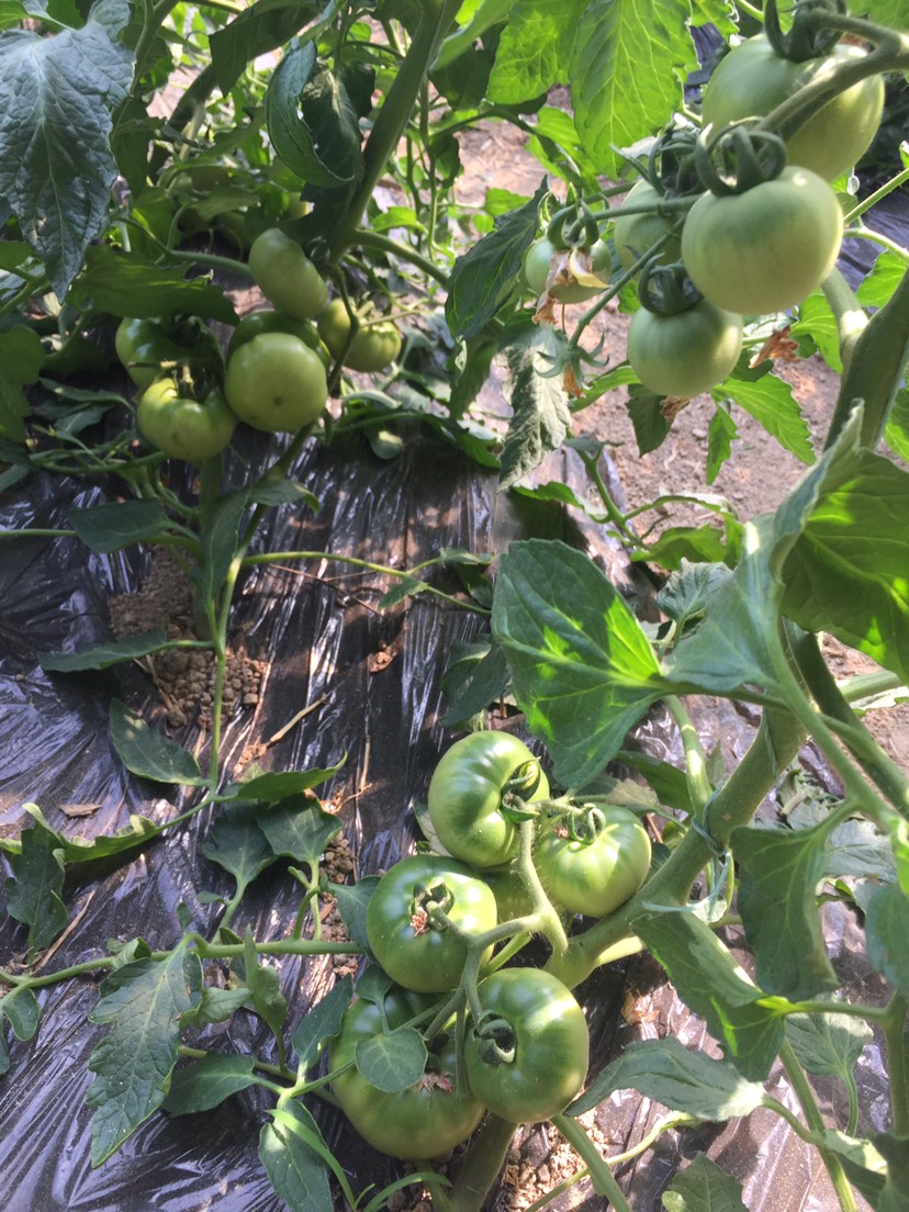 草莓柿子苗 高糖味道浓郁香甜的草莓柿子种苗预定中