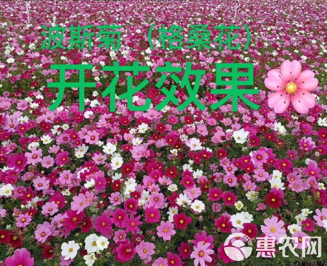 波斯菊 大量泥碳土时花现货供应