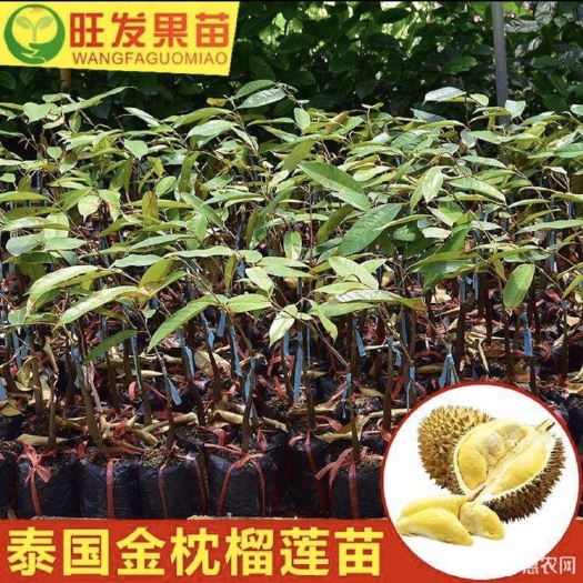 灵山县泰国榴莲苗果树苗 金枕榴莲苗嫁接榴莲果树苗南北方种植热带果
