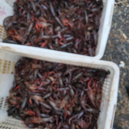 潜江市 潜江小龙虾