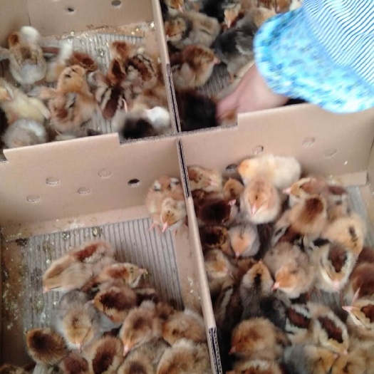 南宁 快大型K9鸡苗  90鸡882鸡包打疫苗 保证存活