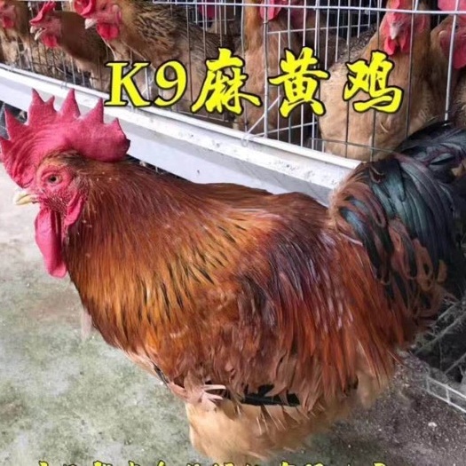 南宁 贵州快大型K9鸡苗批发