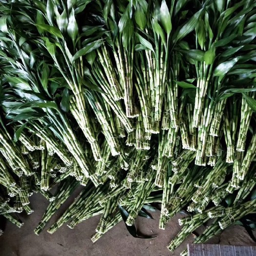 海口富贵竹，金边竹，红竹，基地直销，价格实惠，品质保证，