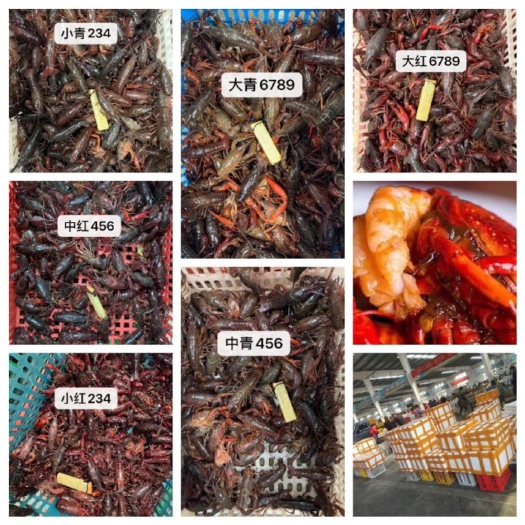 珠海 每天大量供应小龙虾