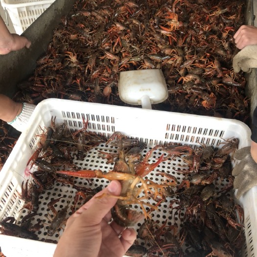 常德清水小龙虾 统货