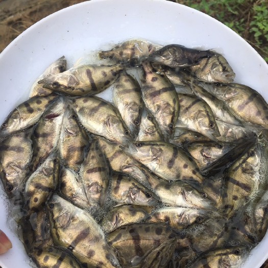 佛山 【桂鱼苗繁殖】广东顺德桂鱼苗批发，鲮鱼水花供应
