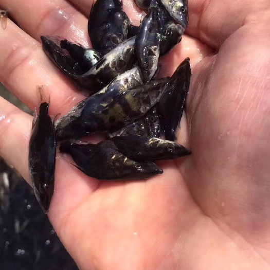 南宁 大量现货，出售A货，桂花鱼苗，头批苗，3.4.5公分