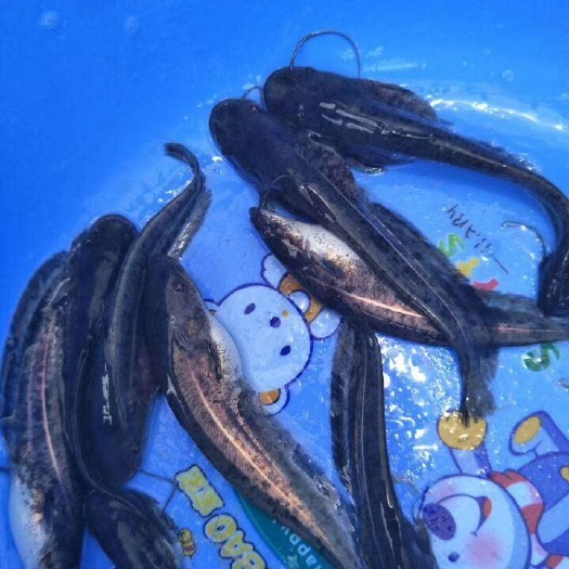 大口鲶鱼苗 统货