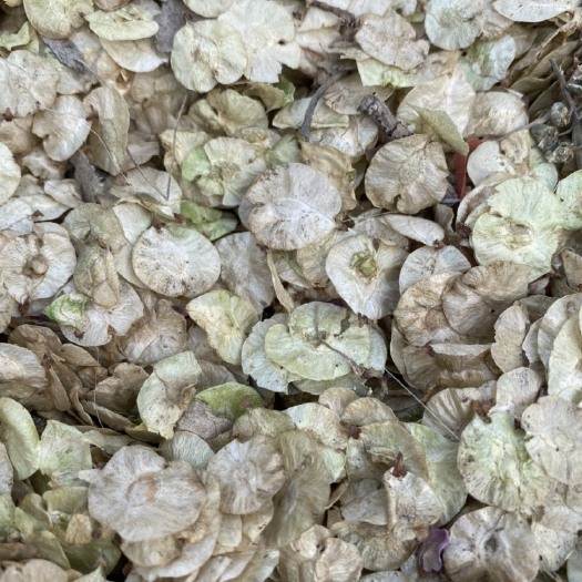 菏泽白榆种子