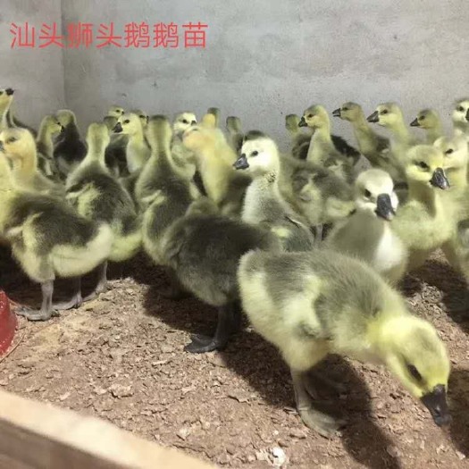 博罗县正宗汕头特大种狮头鹅苗