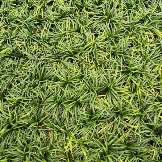 中山市玉龙草