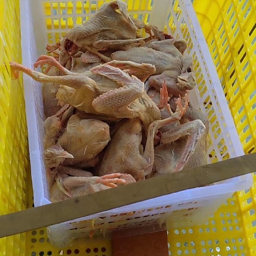 开平市乳鸽 长期大量现货
