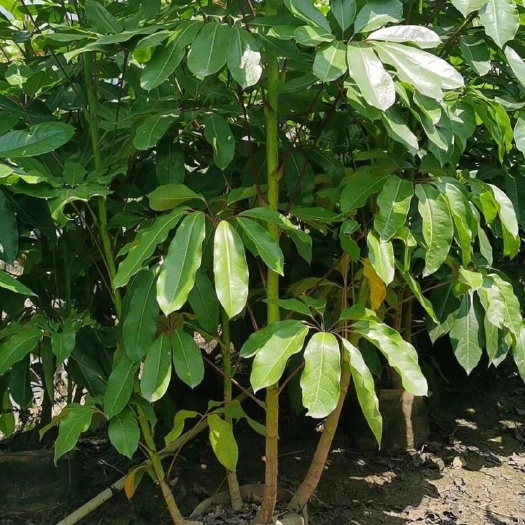 普宁市鸭脚木盆栽 大叶伞1.3-2.5米高袋苗木本类植物生命力非常顽强 根系壮