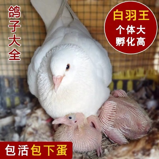 单县白羽王肉鸽活体包到手 肉鸽 吃肉专用活体 乳鸽活体