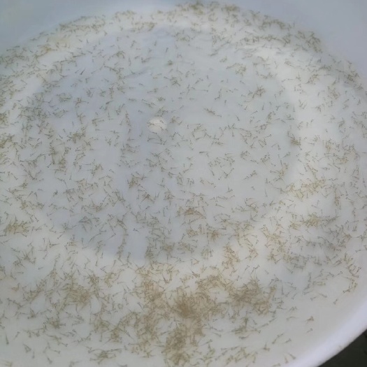广州草鱼水花 统货