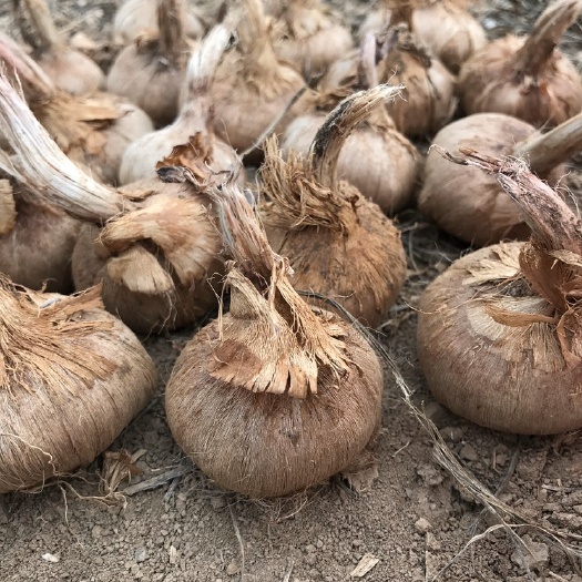 郑州 藏红花种球保证无一点绿，膨大剂，营养素，营养液，含铜铁麟。