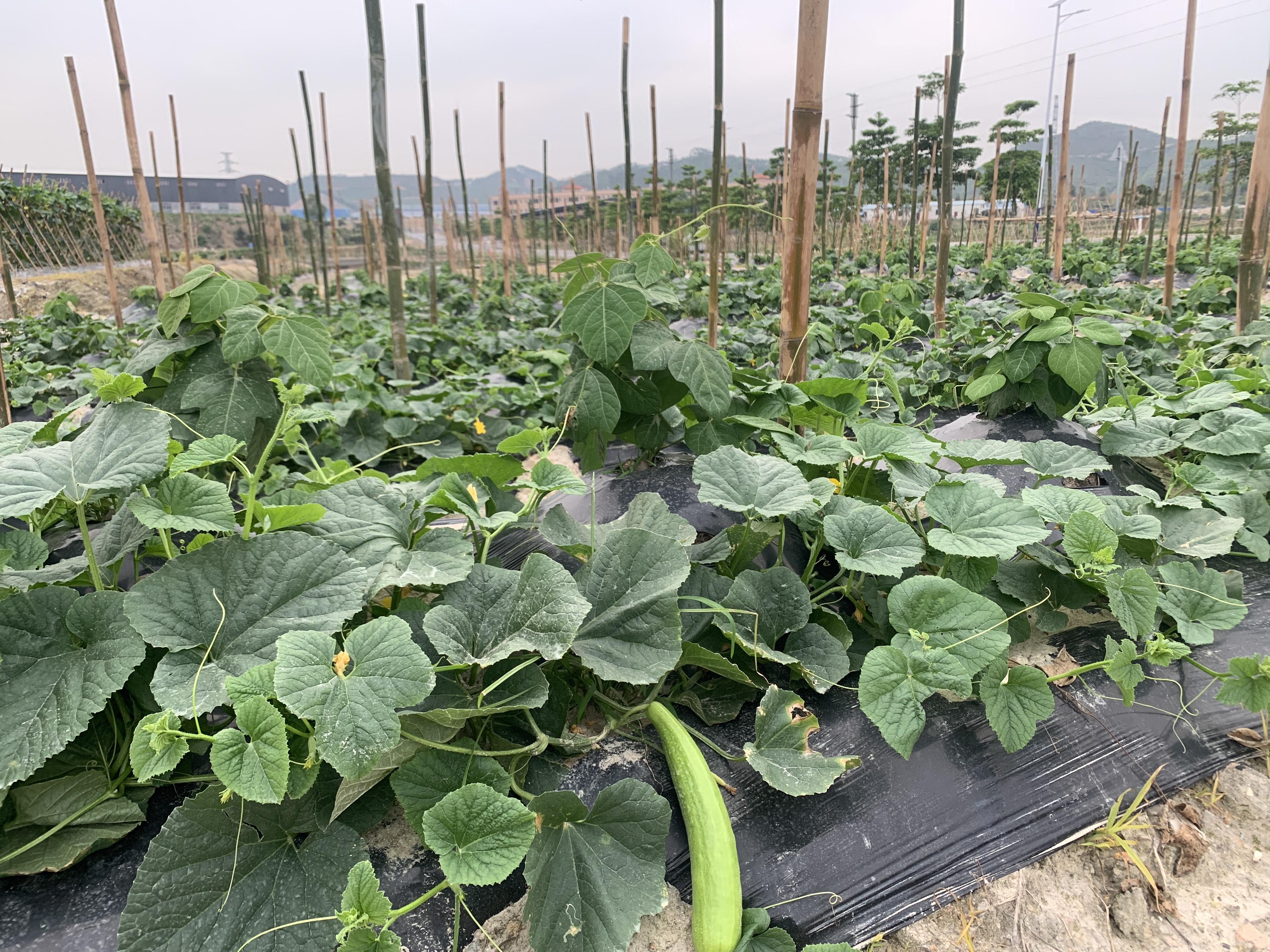  白瓜菜瓜梢瓜农家自种新鲜5斤起包邮量大支持批发爽嫩可口健康