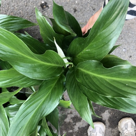 青州市白掌一帆风顺每年长期有货