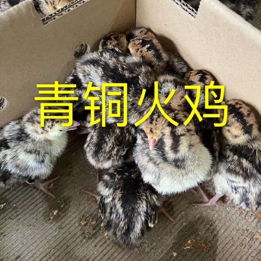 广州青铜火鸡苗[厂家直销 品种保证 量大从优 包疫苗]