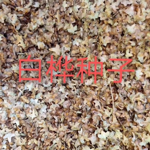 基地优质白桦种子   产新质量有保障