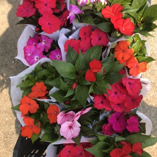 青州市凤仙花  凤仙大量供应每年三月底有货