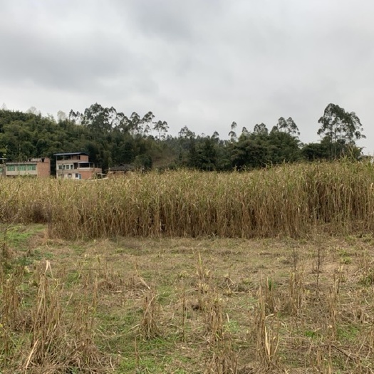 重庆市青绿饲料  甜象草降价了，0.13一节，支持全国包邮。