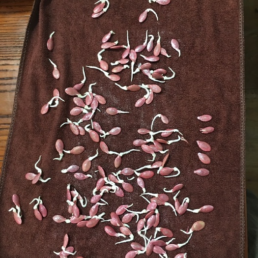 昆明 西葫芦种子