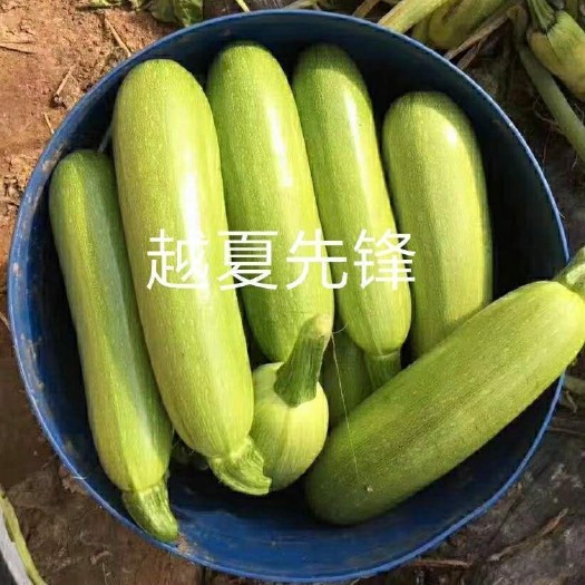 青州市 越夏先锋，早熟耐高温，耐病毒瓜长22-25，翠绿色