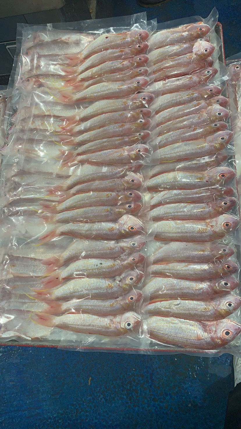 [羅非魚批發]冷凍海魚 紅三魚350號到400克裝,大量出貨價格20元/斤