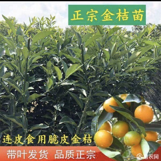 灵山县脆皮金桔苗   正宗脆皮金桔树苗四季结果金桔苗食用金桔正宗年桔苗年结果树苗