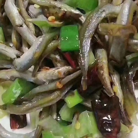 滨州银针鱼 12-18个月
