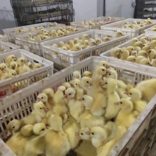 安阳皖西白鹅苗