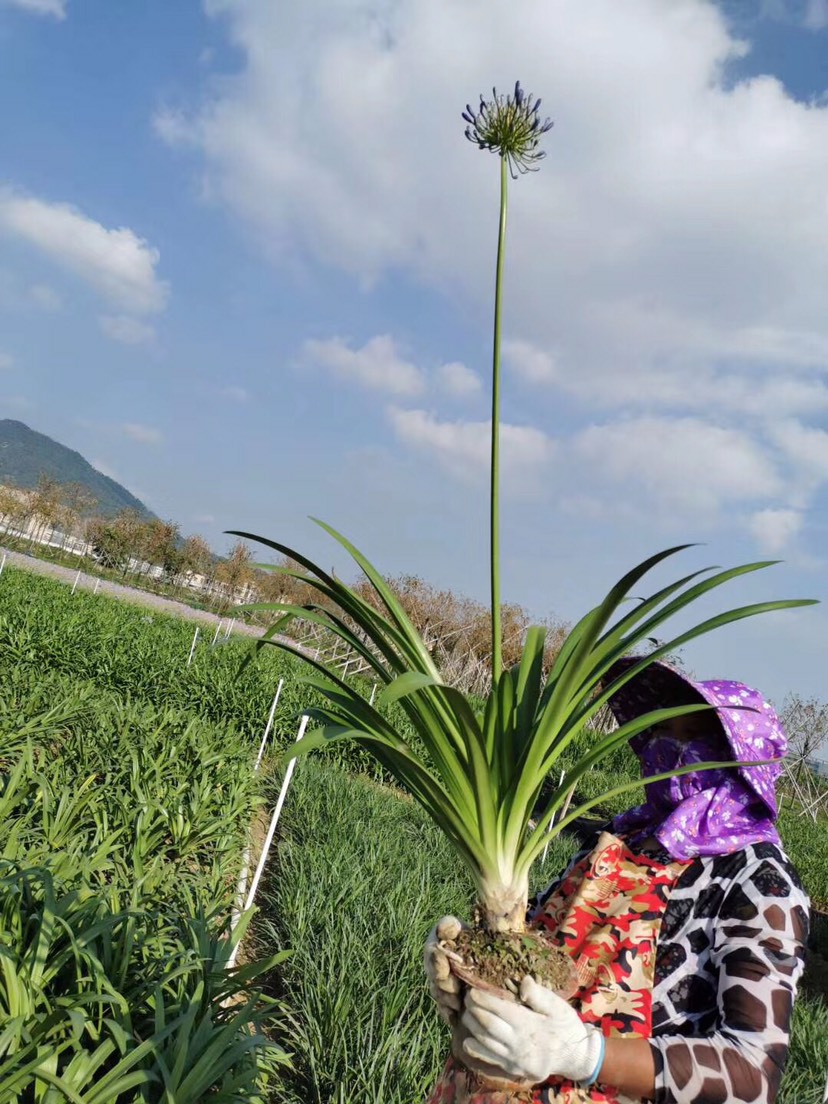  百子莲高1米大盆栽多年生草本合呈钟状漏斗形亮蓝色根系发达