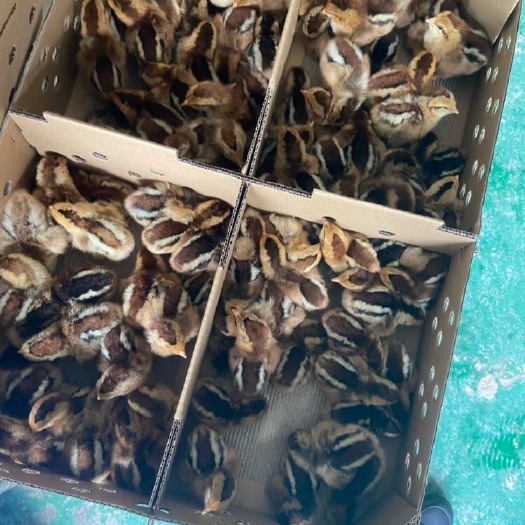 广州 麻2麻3麻4土鸡苗【厂家直销 品种保证 量大从优 包疫苗】
