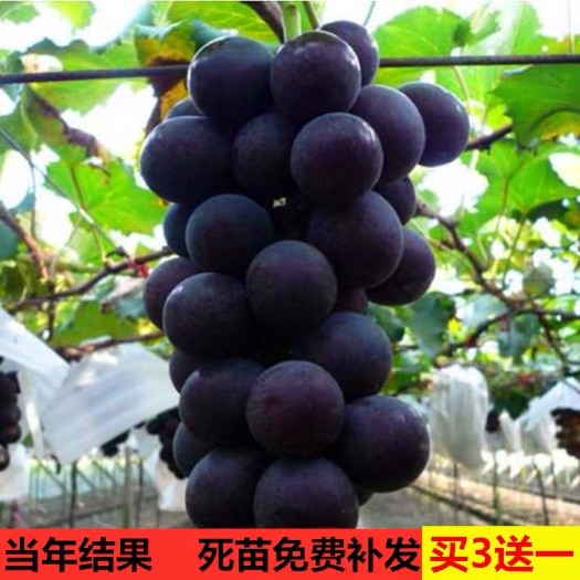 成都巨峰葡萄苗 巨峰葡萄树苖大苗果树果苗爬藤葡萄树苗南北方种植当年结果