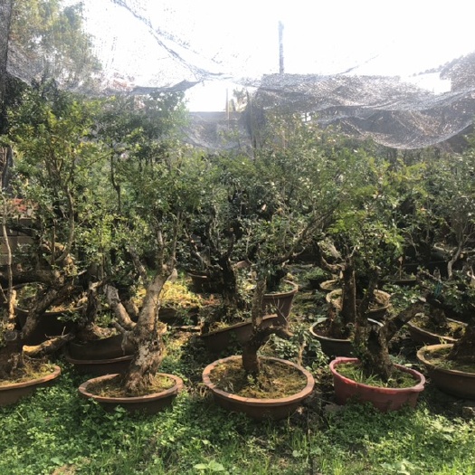 通海县 大量出黄杨树桩，十年熟桩。