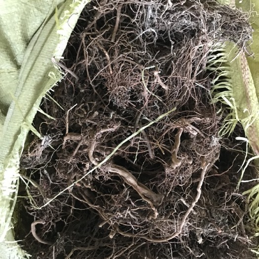 乾县 优质茜草