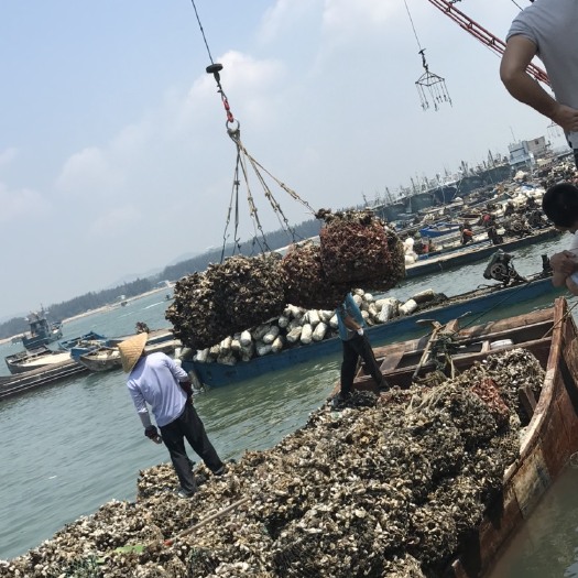 诏安县牡蛎  福建生蚝 产地直销 诚信经营 一手供应