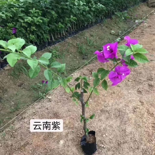 漳州云南紫三角梅 云南紫