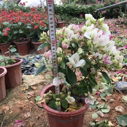 漳州红缨三角梅  百变红樱