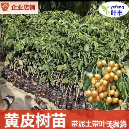 灵山县黑黄皮果苗  黄皮果苗大鸡心无核贵妃黑黄皮嫁接广西果树苗郁南方种植当年结果