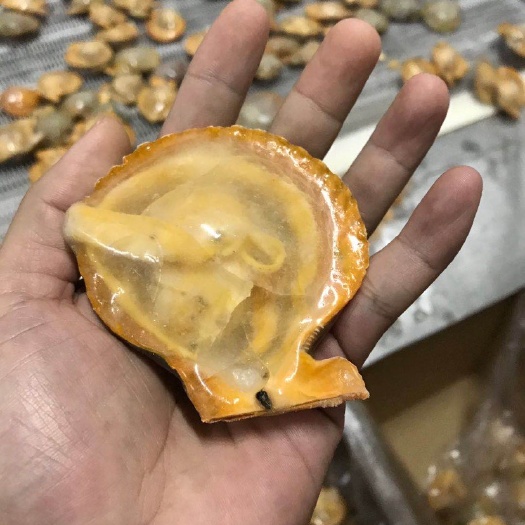 湛江 工厂直销 包冰黄金贝 全规格 可订做