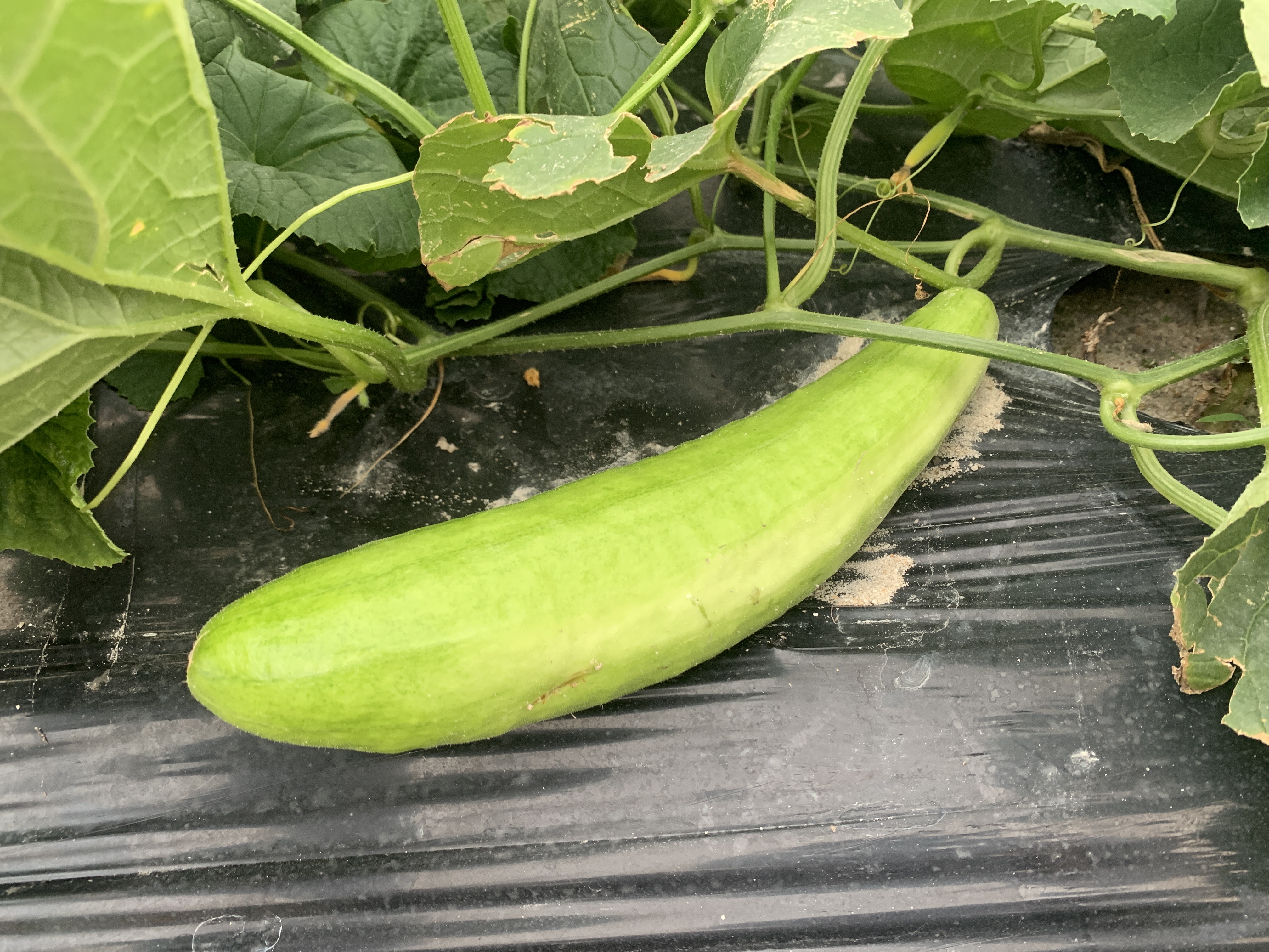  白瓜菜瓜梢瓜农家自种新鲜5斤起包邮量大支持批发爽嫩可口健康