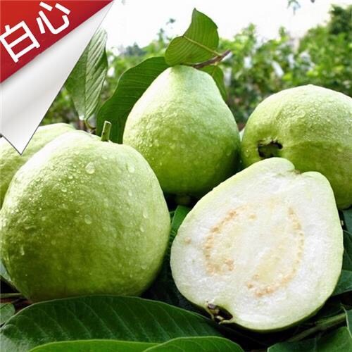 普宁市 番石榴苗红心西瓜芭乐树苗正宗嫁接四季珍珠番石榴苗当年结果