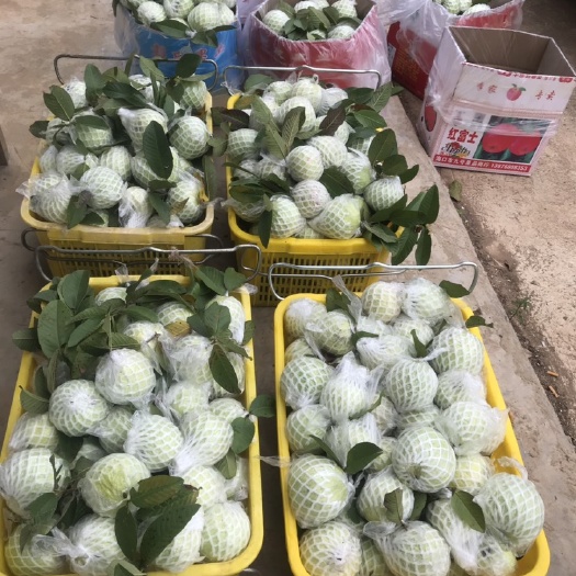 文昌市 海南白心珍珠芭乐番石榴新鲜一级果，软糯香甜新鲜水果现摘现发