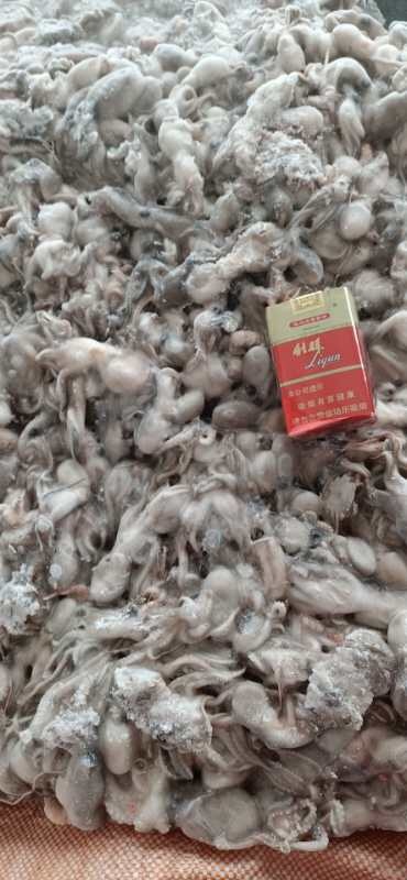 温岭市 30g下小章鱼无泡水